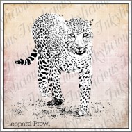 Leopard Prowl